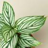 Calathea Vittata