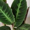 Calathea Warscewiczii