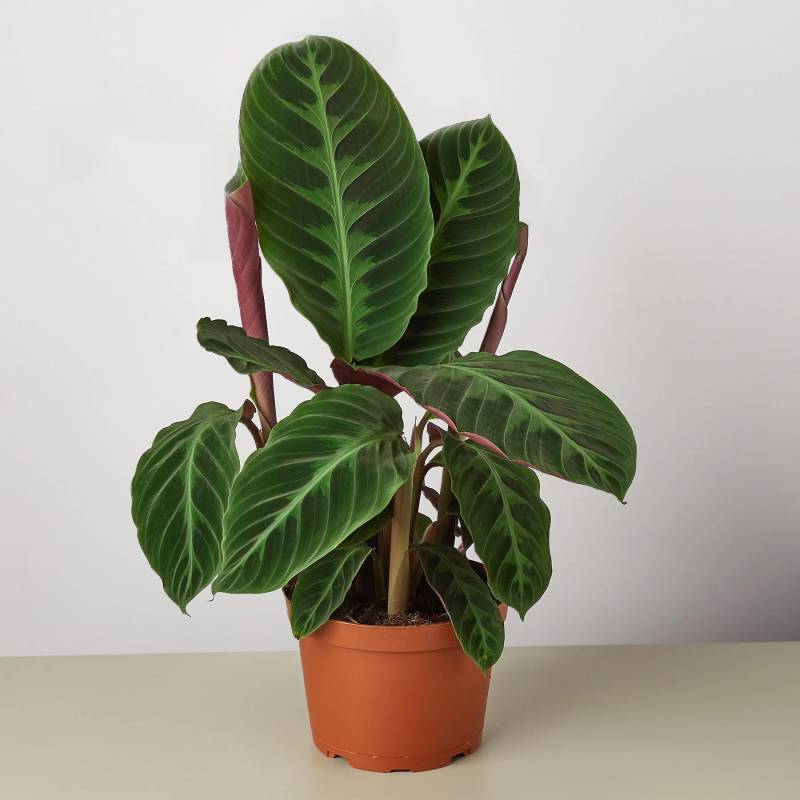 Calathea Warscewiczii