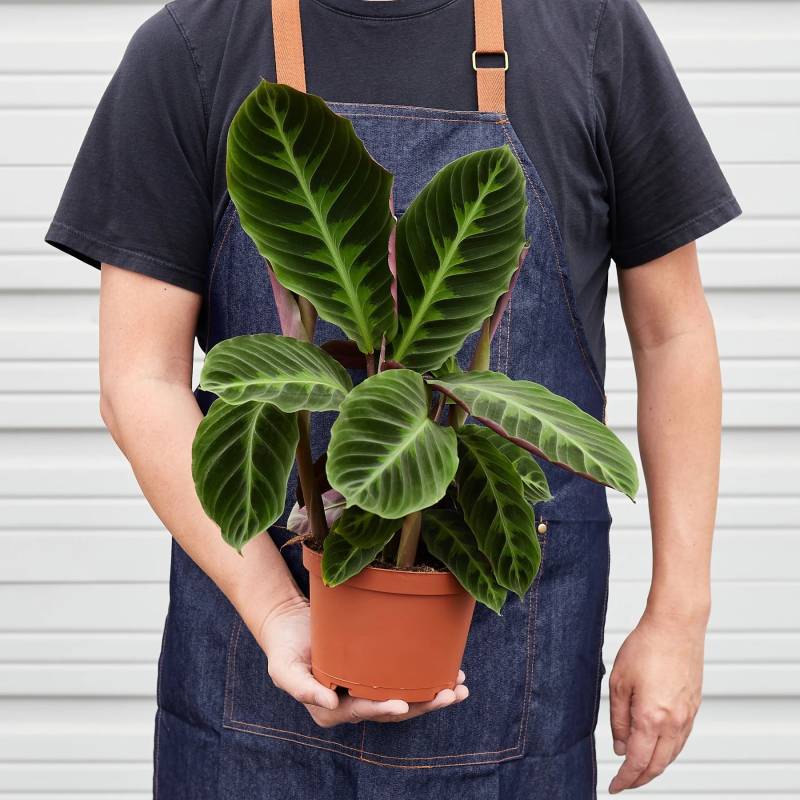 Calathea Warscewiczii