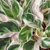 Calathea White Fusion