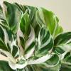 Calathea White Fusion