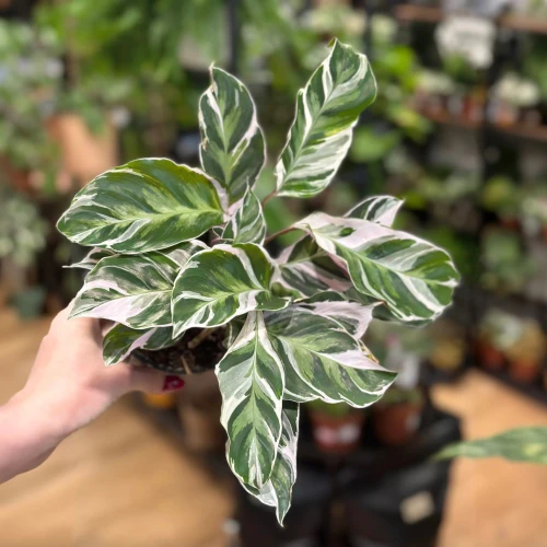 Calathea White Fusion