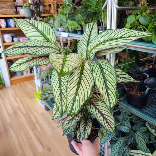 Calathea White Star