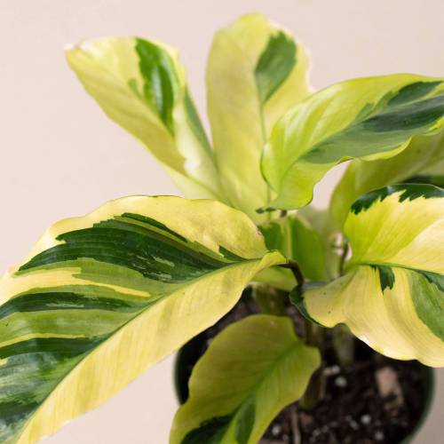 Calathea Yellow Fusion