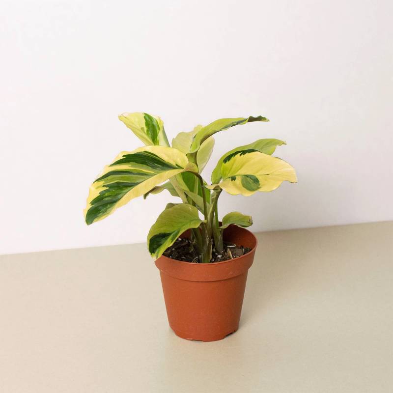 Calathea Yellow Fusion