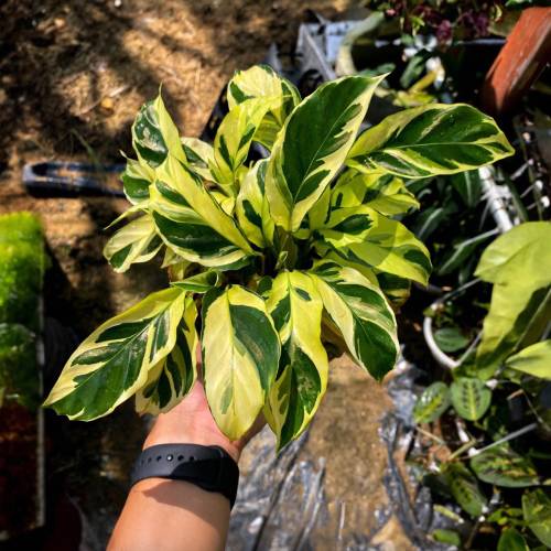 Calathea Yellow Fusion