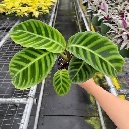 Calathea Zebrina