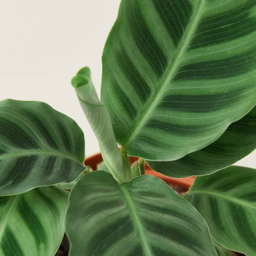 Calathea Zebrina