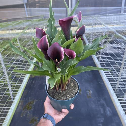 Calla Lily Dark Purple