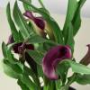 Calla Lily Dark Purple