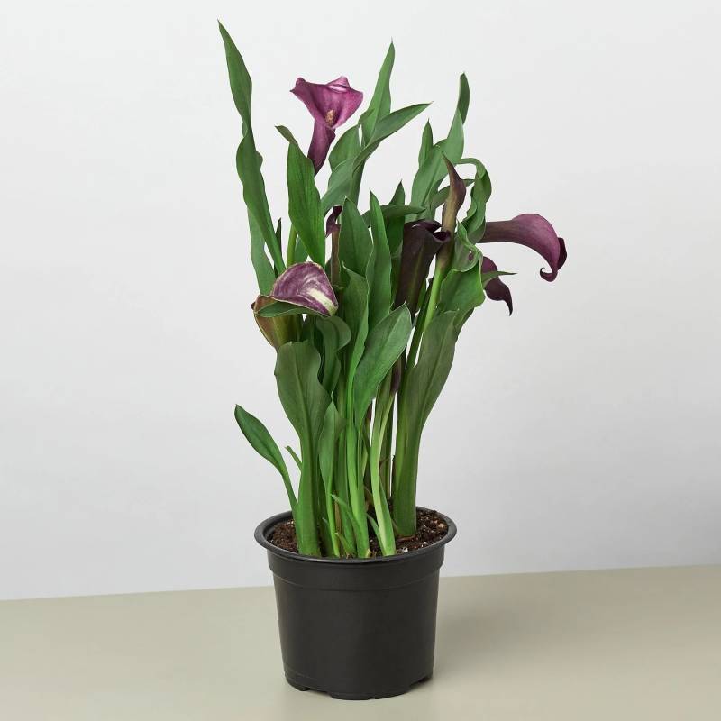 Calla Lily Dark Purple