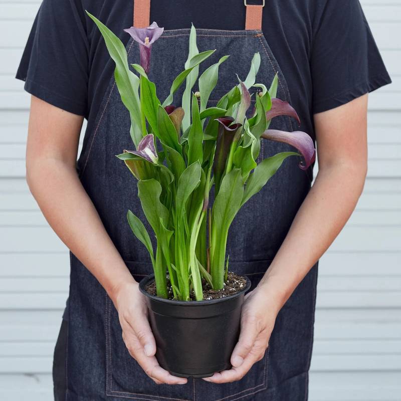 Calla Lily Dark Purple