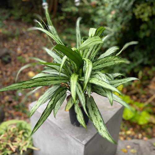 Chinese Evergreen Cutlass