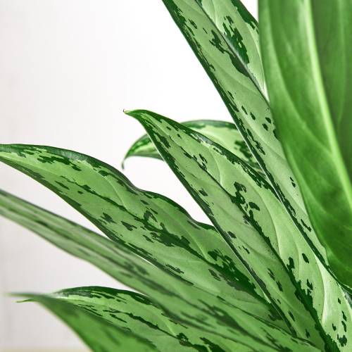 Chinese Evergreen Cutlass