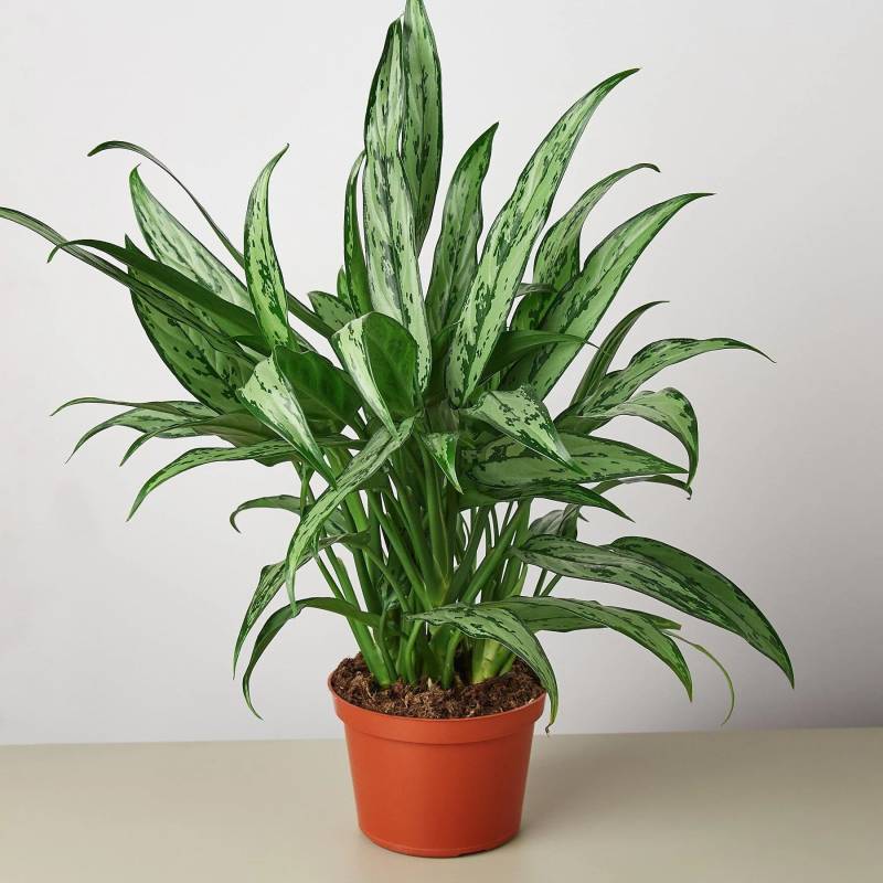 Chinese Evergreen Cutlass