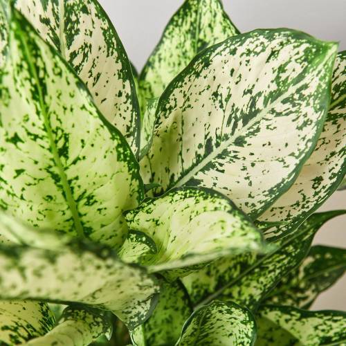 Chinese Evergreen First Diamond