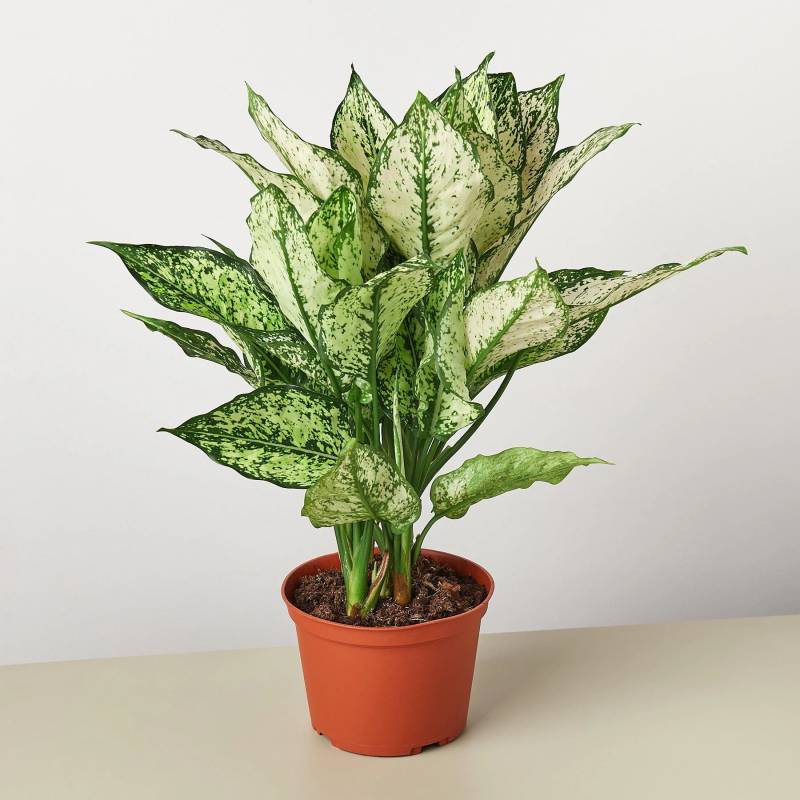 Chinese Evergreen First Diamond