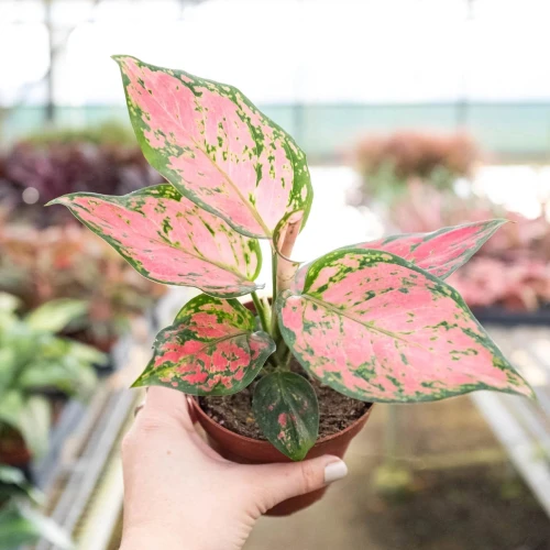 Chinese Evergreen Lady Valentine