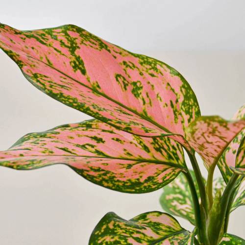 Chinese Evergreen Lady Valentine