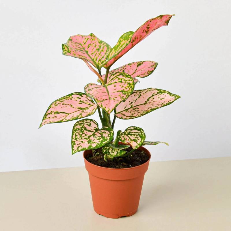 Chinese Evergreen Lady Valentine