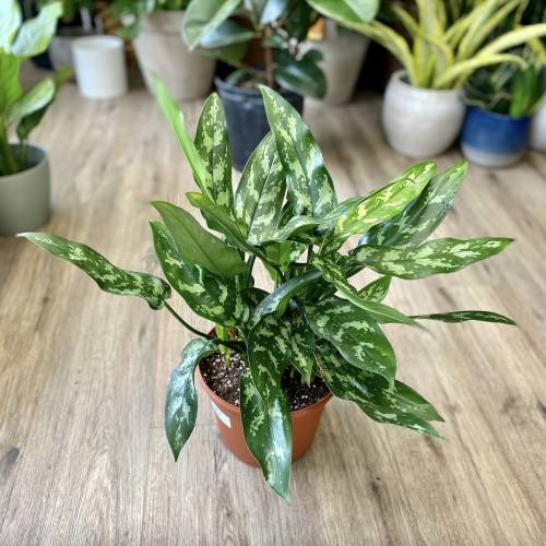 Chinese Evergreen Maria