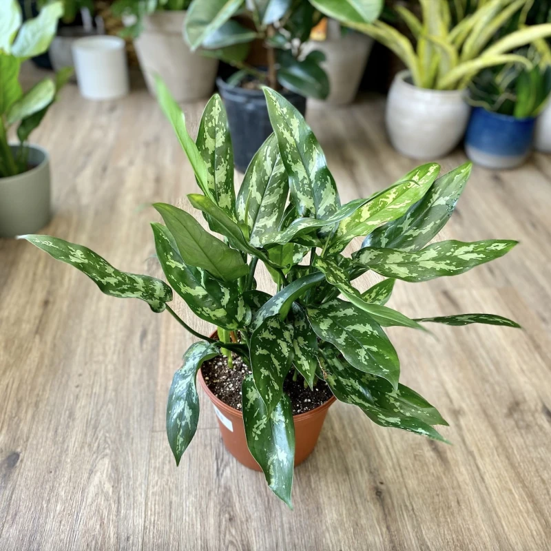 Chinese Evergreen Maria