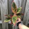 Chinese Evergreen Red Siam