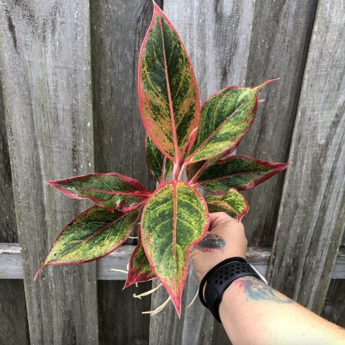 Chinese Evergreen Red Siam