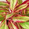 Chinese Evergreen Red Siam