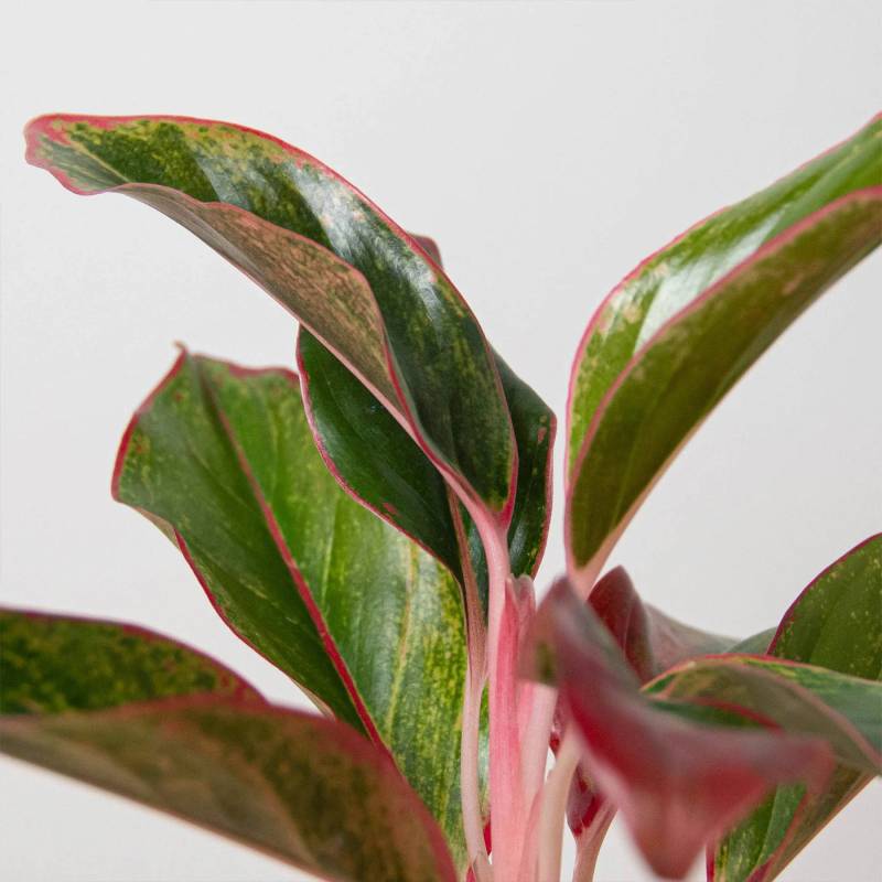 Chinese Evergreen Red Siam