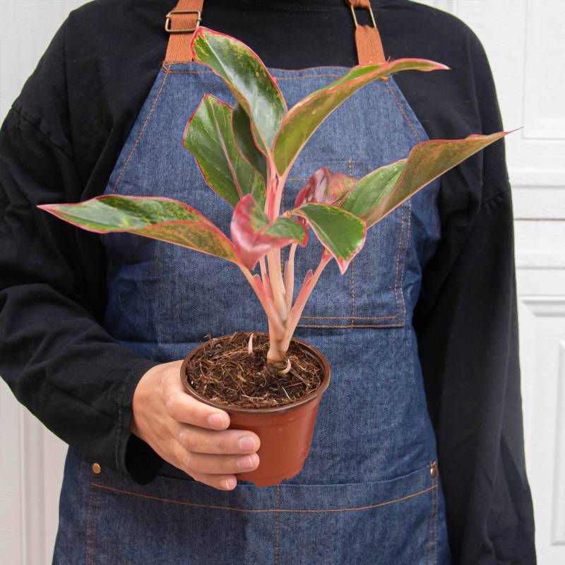 Chinese Evergreen Red Siam