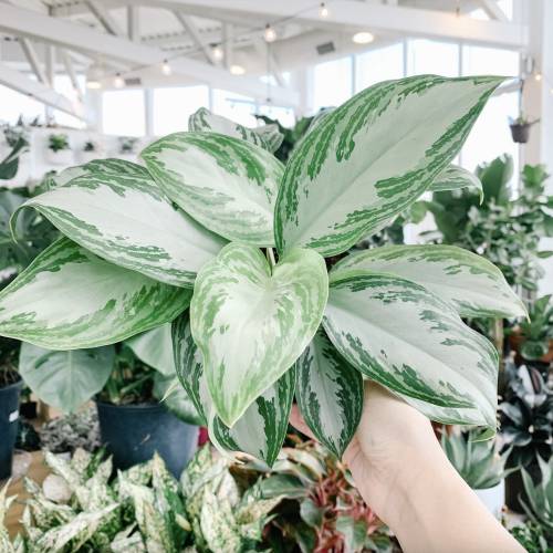 Chinese Evergreen Silver Bay