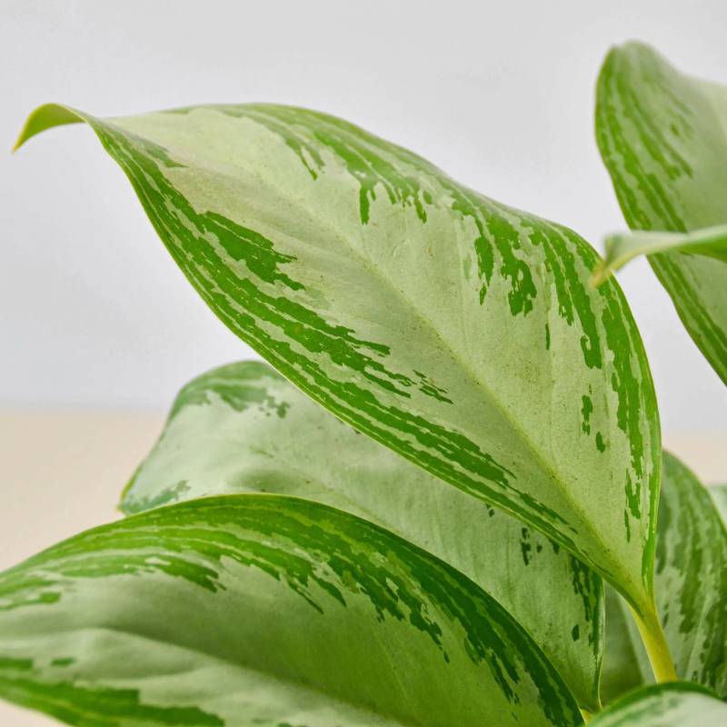 Chinese Evergreen Silver Bay