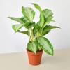 Chinese Evergreen Silver Bay