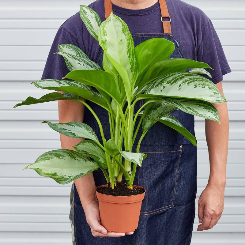 Chinese Evergreen Silver Bay