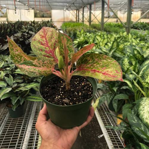 Chinese Evergreen Starburst