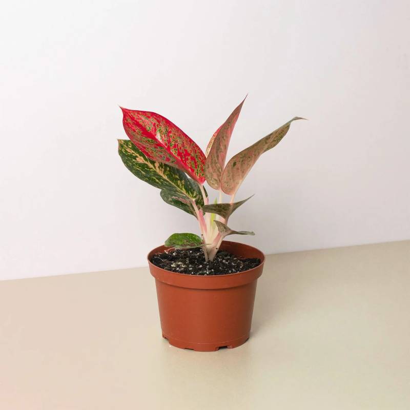 Chinese Evergreen Starburst