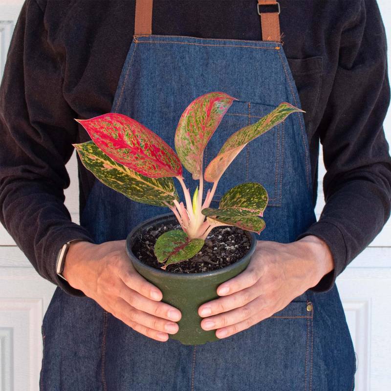 Chinese Evergreen Starburst