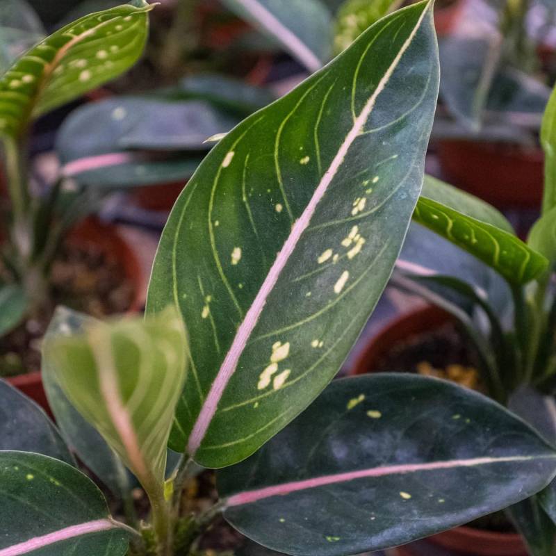 Chinese Evergreen Stars