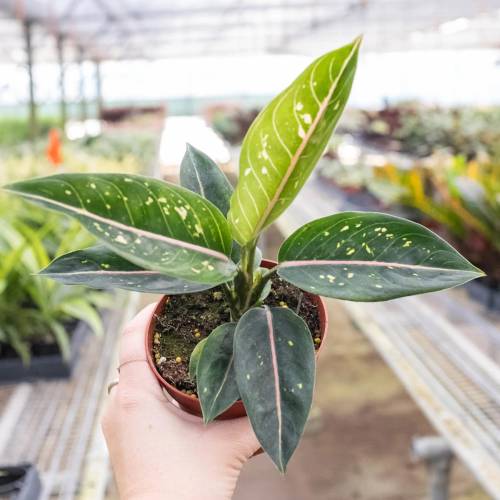 Chinese Evergreen Stars