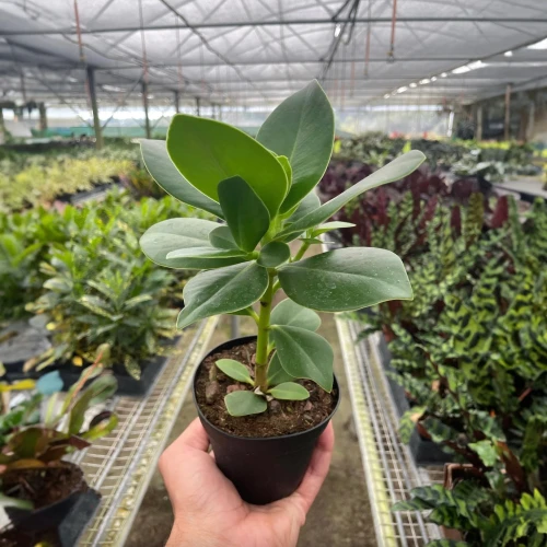 Clusia Princess - Autograph Plant