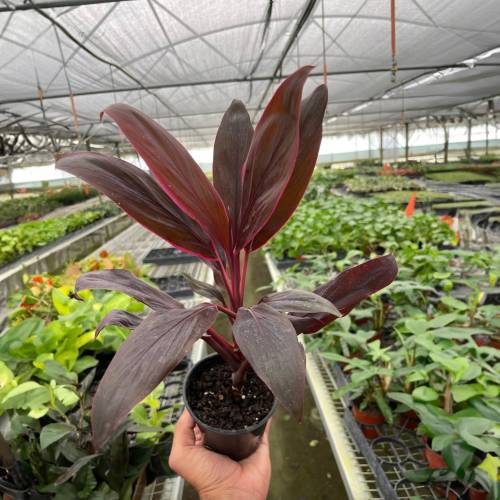 Cordyline Calypso Queen