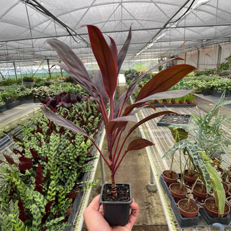 Cordyline Calypso Queen - Image 2