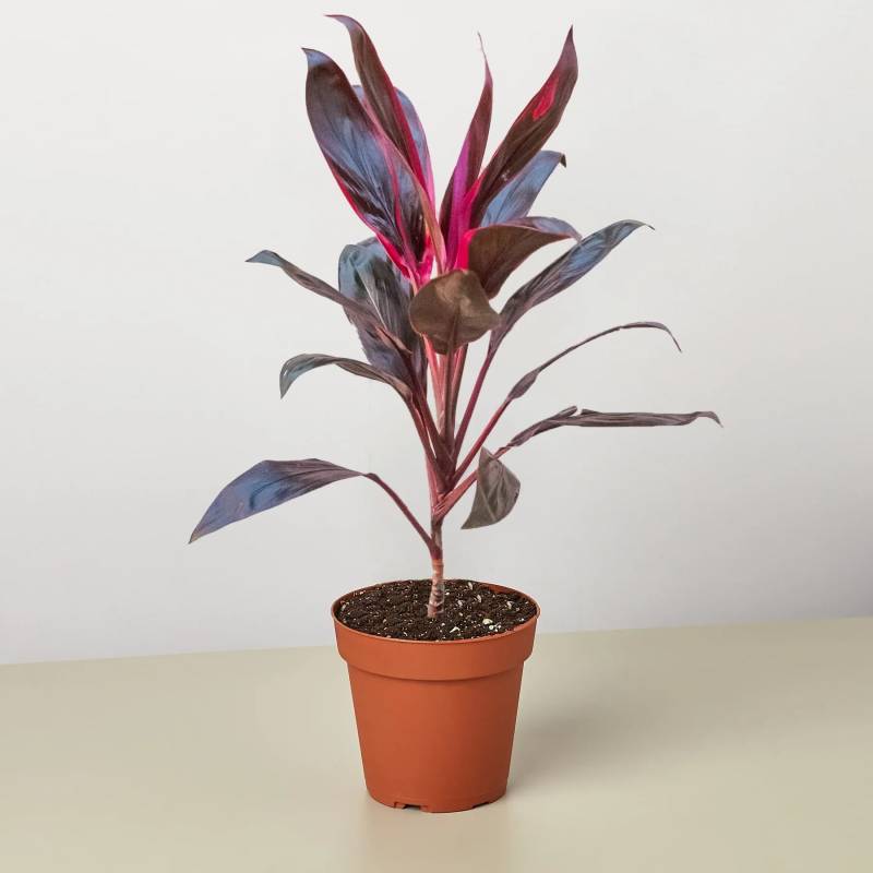 Cordyline Calypso Queen