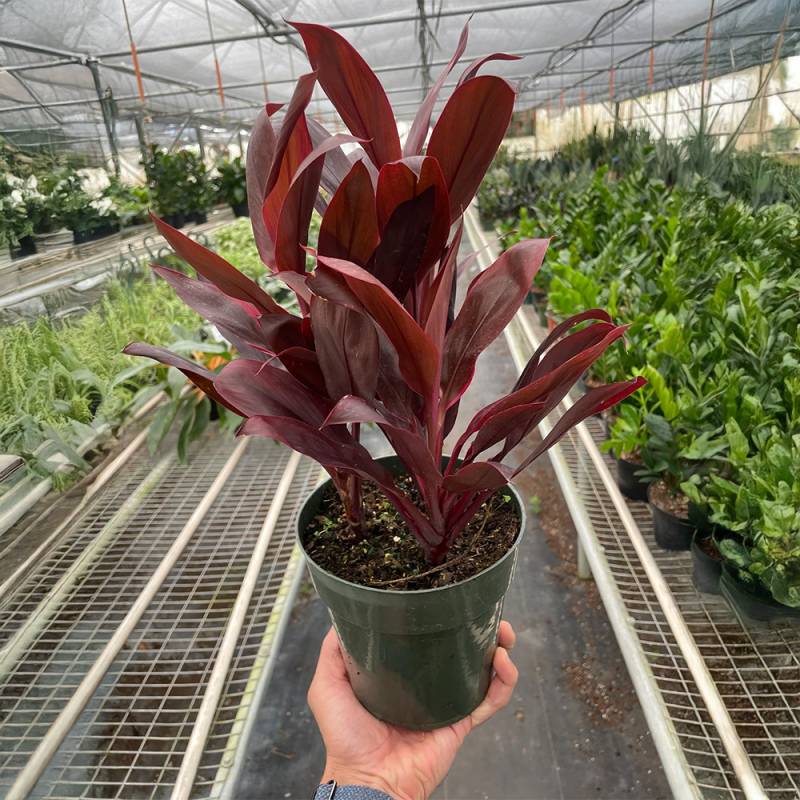 Cordyline Calypso Queen - Image 3