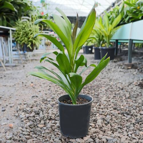 Cordyline Glauca