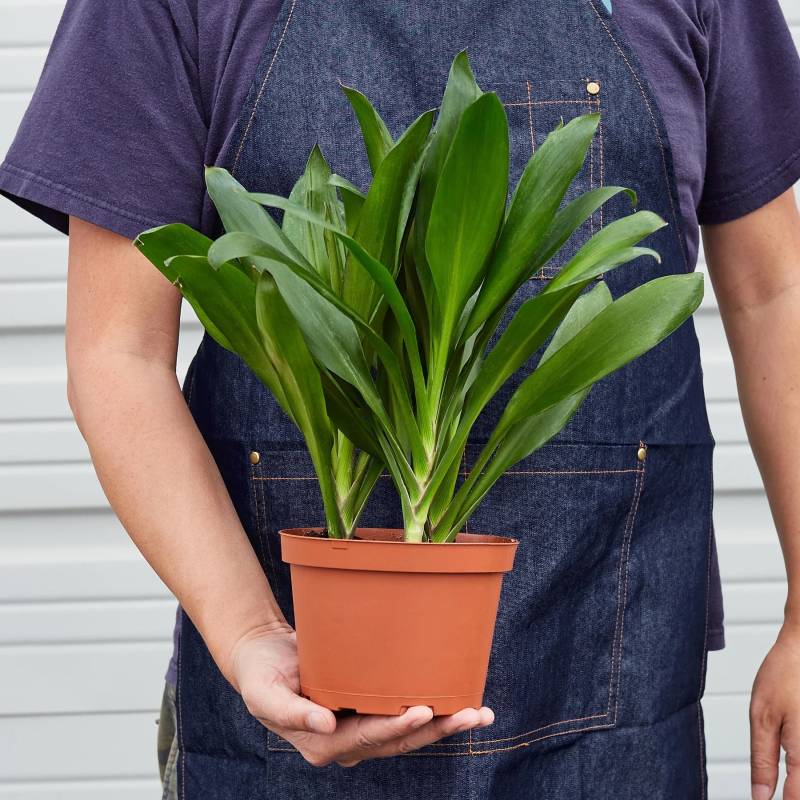 Cordyline Glauca