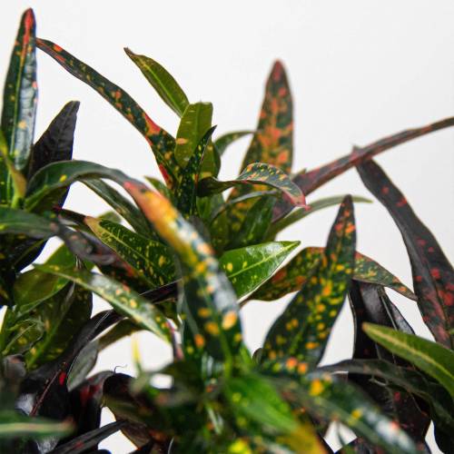 Croton Freckles