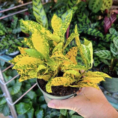 Croton Gold Dust